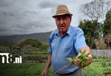 Agapito impulsa huerto orgánico en Nicaragua Foto: Despensa Nicaragua impulsa comercio justo con productores locales/TN8