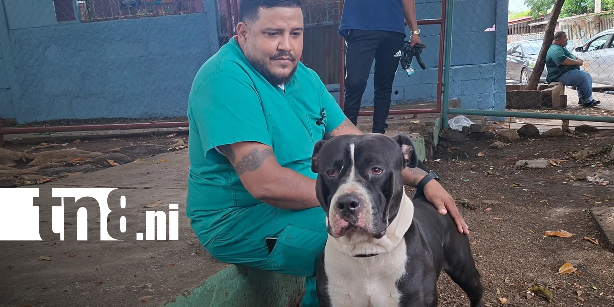 Foto:Ataques de pitbulls reavivan el debate sobre tenencia responsable en Nicaragua/TN8