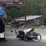 Jinotega: cinco lesionados tras dos accidentes de tránsito por invasión de carril Foto: Accidentes de tránsito en Jinotega / TN8
