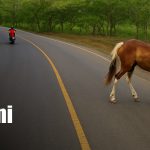 Foto: Animales sobre las vías, peligro en carreteras de Nicaragua / TN8