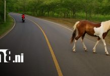 Animales sueltos en las carreteras: un peligro silencioso que sigue cobrando vidas Foto: Animales sobre las vías, peligro en carreteras de Nicaragua / TN8