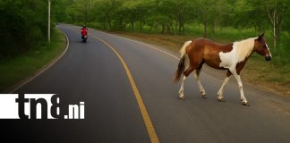 Foto: Animales sobre las vías, peligro en carreteras de Nicaragua / TN8