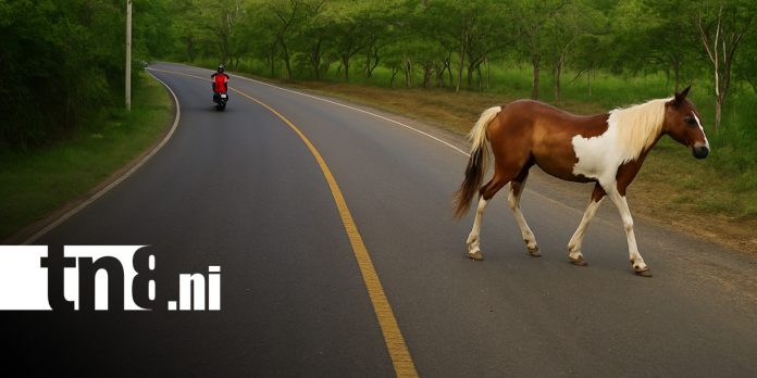Foto: Animales sobre las vías, peligro en carreteras de Nicaragua / TN8 Foto: Animales sobre las vías, peligro en carreteras de Nicaragua / TN8