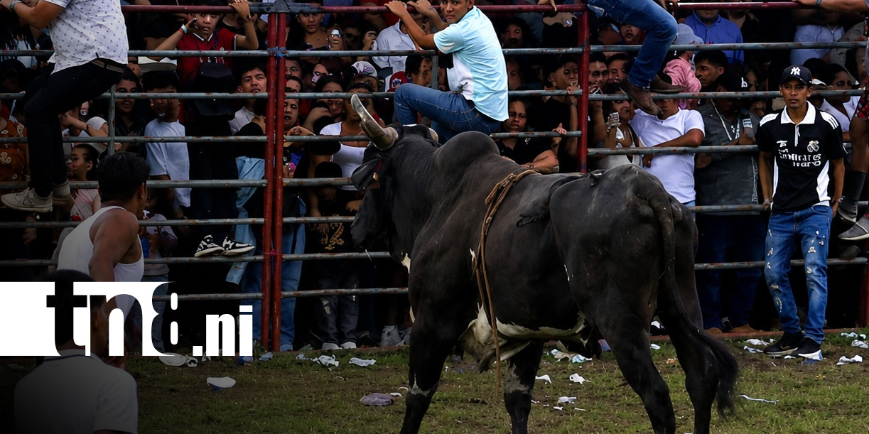 Foto: Violento ataque de toro en actividad en Las Sierritas, Managua / TN8