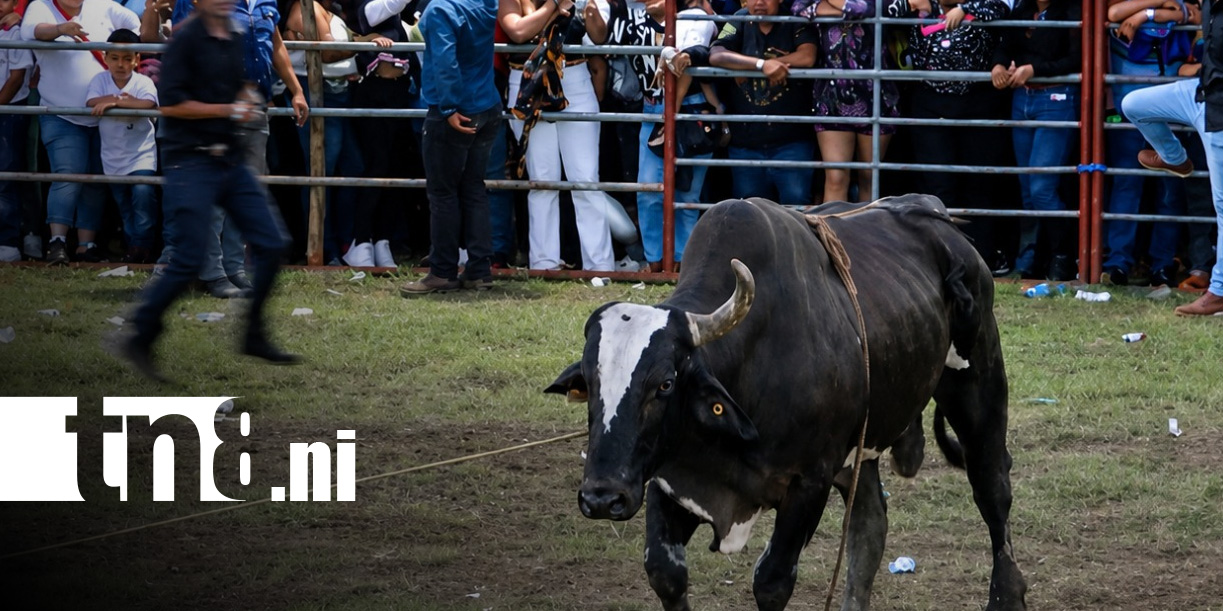 Foto: Violento ataque de toro en actividad en Las Sierritas, Managua / TN8