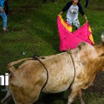 Emergencia en Las Sierritas: toro deja a un hombre gravemente lesionado Foto: Violento ataque de toro en actividad en Las Sierritas, Managua / TN8