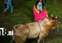 Emergencia en Las Sierritas: toro deja a un hombre gravemente lesionado Foto: Violento ataque de toro en actividad en Las Sierritas, Managua / TN8