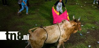 Foto: Violento ataque de toro en actividad en Las Sierritas, Managua / TN8