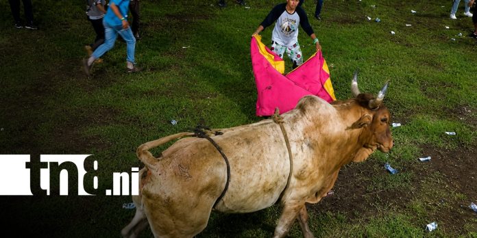 Foto: Violento ataque de toro en actividad en Las Sierritas, Managua / TN8 Foto: Violento ataque de toro en actividad en Las Sierritas, Managua / TN8