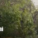 Naturaleza repentina: Captan caída de enorme árbol centenario en Masachapa Foto: Caída de árbol de chilamate en Masachapa / TN8