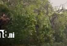 Naturaleza repentina: Captan caída de enorme árbol centenario en Masachapa Foto: Caída de árbol de chilamate en Masachapa / TN8