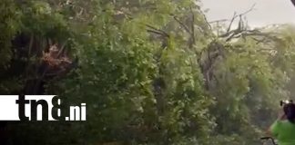 Foto: Caída de árbol de chilamate en Masachapa / TN8