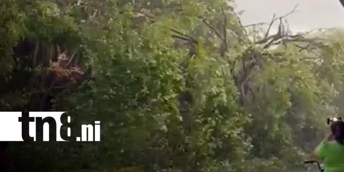 Foto: Caída de árbol de chilamate en Masachapa / TN8