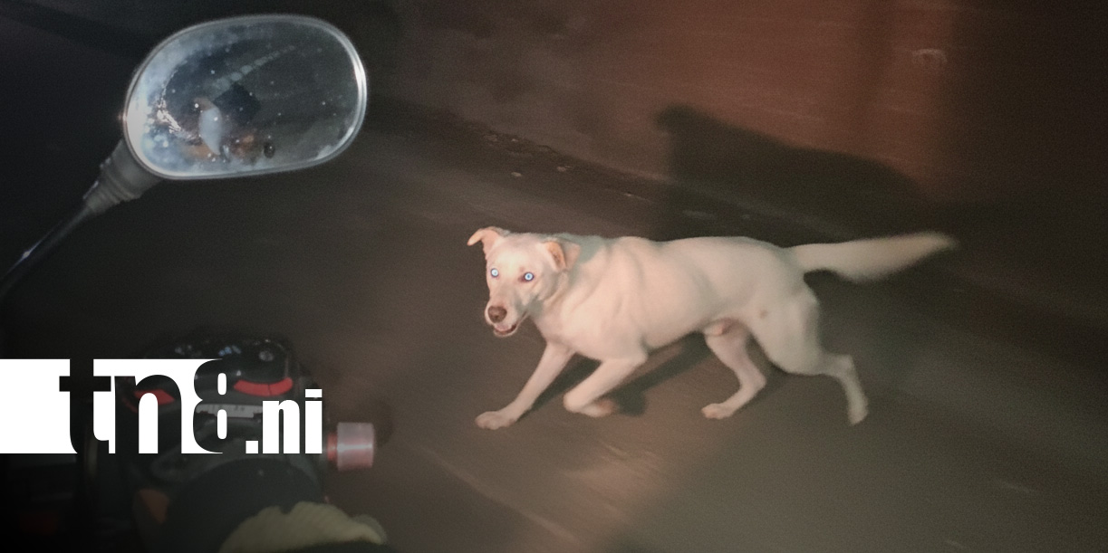 Foto: Animales sobre las vías, peligro en carreteras de Nicaragua / TN8