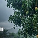 A cobijarse: Lluvias y clima fresco marcarán la semana en Nicaragua