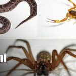 Especialistas de Nicaragua fortalecen respuesta ante lesiones por animales ponzoñosos Foto: Capacitación sobre animales ponzoñosos en Nicaragua / TN8