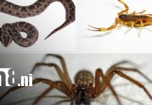Especialistas de Nicaragua fortalecen respuesta ante lesiones por animales ponzoñosos Foto: Capacitación sobre animales ponzoñosos en Nicaragua / TN8