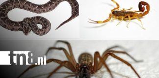 Foto: Capacitación sobre animales ponzoñosos en Nicaragua / TN8