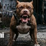 Foto: Ataque de pitbull en Masaya / TN8