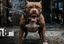 ¿Otra vez? Cámara de seguridad capta ataque de Pitbull a menor en Masaya Foto: Ataque de pitbull en Masaya / TN8