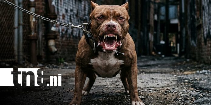 Foto: Ataque de pitbull en Masaya / TN8 Foto: Ataque de pitbull en Masaya / TN8