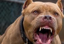 Foto: Otro ataque de pitbull: esta vez un menor de 12 años resulta herido en Masaya /Cortesía