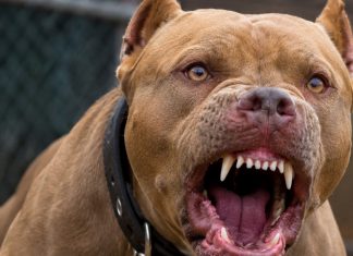 Foto: Otro ataque de pitbull: esta vez un menor de 12 años resulta herido en Masaya /Cortesía