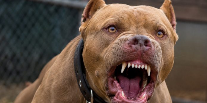 Foto: Otro ataque de pitbull: esta vez un menor de 12 años resulta herido en Masaya /Cortesía
