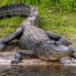 Foto: Caimán mata a una mujer en un río de Florida /Cortesía
