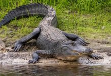 Foto: Caimán mata a una mujer en un río de Florida /Cortesía