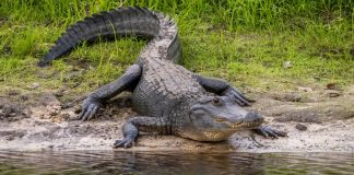 Foto: Caimán mata a una mujer en un río de Florida /Cortesía