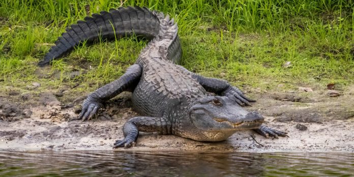 Foto: Caimán mata a una mujer en un río de Florida /Cortesía