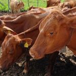 Foto: Detectan nuevos casos del peligroso gusano barrenador /Cortesía