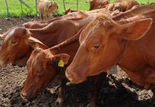 Plaga letal amenaza la ganadería: EE.UU. confirma cuatro nuevos casos Foto: Detectan nuevos casos del peligroso gusano barrenador /Cortesía