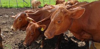 Foto: Detectan nuevos casos del peligroso gusano barrenador /Cortesía