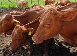 Plaga letal amenaza la ganadería: EE.UU. confirma cuatro nuevos casos Foto: Detectan nuevos casos del peligroso gusano barrenador /Cortesía