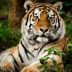 Foto: Tigre en libertad causa terror en India /Cortesía