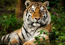 Cacería contrarreloj: Intentan capturar a tigre que mató a dos personas en India Foto: Tigre en libertad causa terror en India /Cortesía