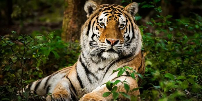 Foto: Tigre en libertad causa terror en India /Cortesía Foto: Tigre en libertad causa terror en India /Cortesía