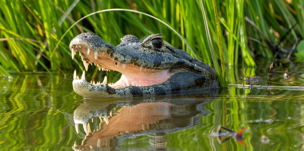 Foto: Caimán mata a una mujer en un río de Florida /Cortesía