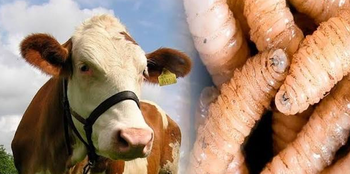 Foto: Detectan nuevos casos del peligroso gusano barrenador /Cortesía