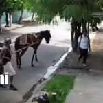 ¿Nueva modalidad? Delincuentes en carretón asaltan a estudiante en Managua Foto: Robo en Managua desde un carretón / TN8