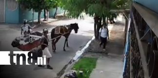 Foto: Robo en Managua desde un carretón / TN8