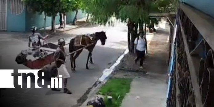 Foto: Robo en Managua desde un carretón / TN8