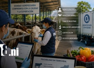 Foto: Sanidad agropecuaria en Nicaragua, pilar en la región / TN8