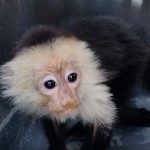Foto: MARENA realiza decomisos de especies protegidas en Jinotega / TN8