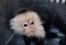 Foto: MARENA realiza decomisos de especies protegidas en Jinotega / TN8