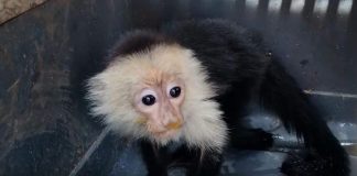 Foto: MARENA realiza decomisos de especies protegidas en Jinotega / TN8