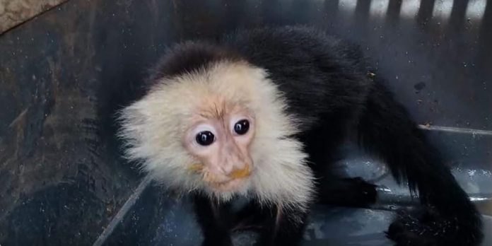 1 Foto: MARENA realiza decomisos de especies protegidas en Jinotega / TN8