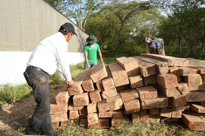 Foto: Nicaragua fortalece exportaciones forestales en 2026/Cortesía